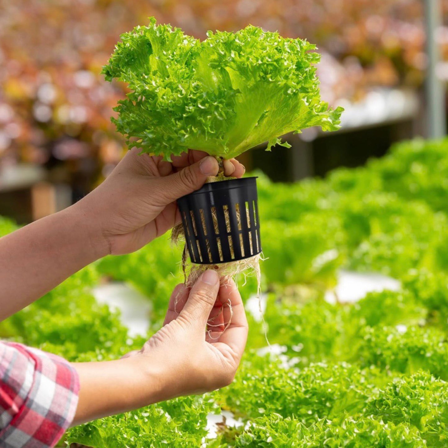 25pk of Heavy Duty Slotted Mesh Plant Pots In 3" or  4" - Hydroponic Growing