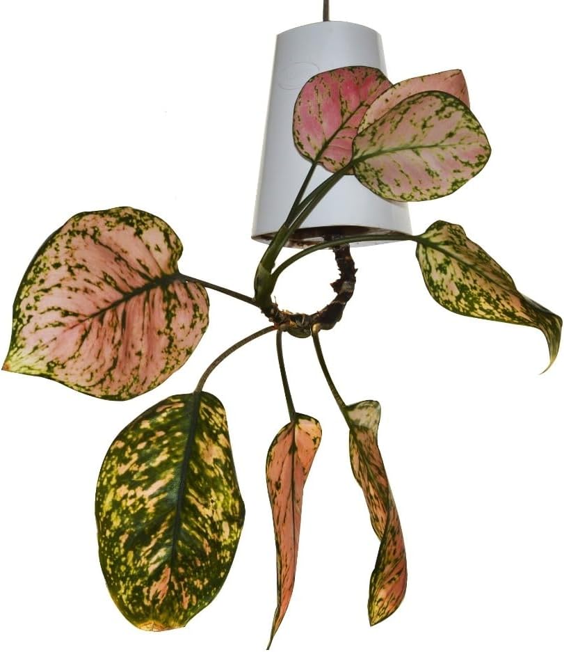 Matty’s Garden Upside Down Planter – Inverted Levitating Planter