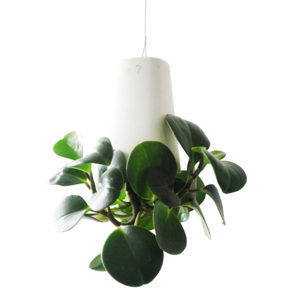 Matty’s Garden Upside Down Planter – Inverted Levitating Planter