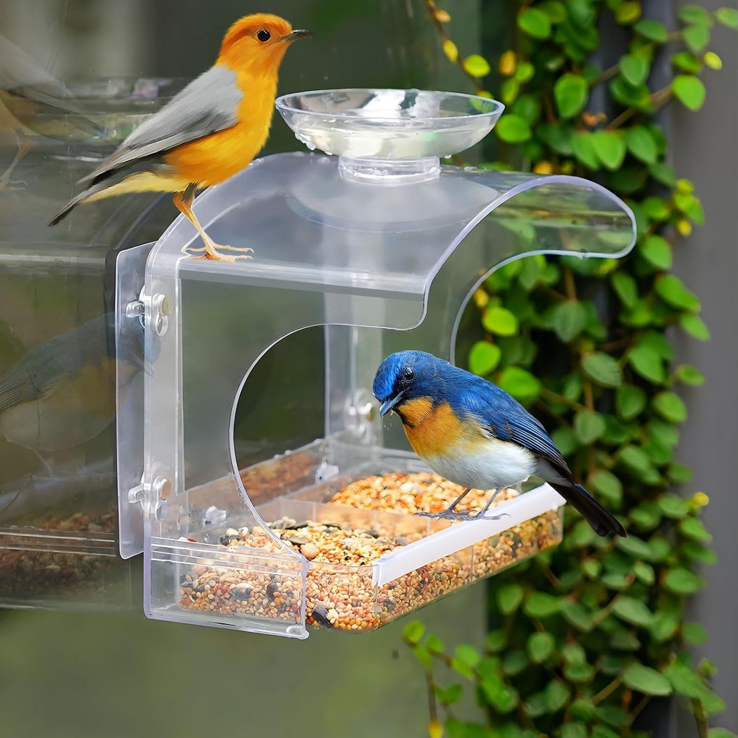 Goodeco Clear Window Bird Feeder with Bird Bath – Strong Suction & Easy Clean