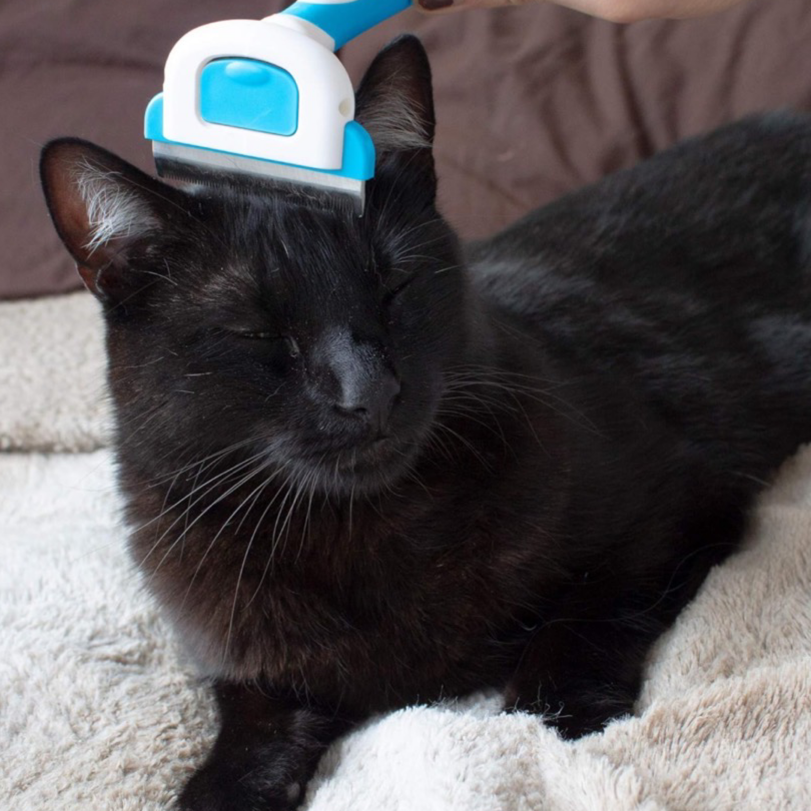 Paws & Pals "Best In Show" Deshedder - For All Hair Types