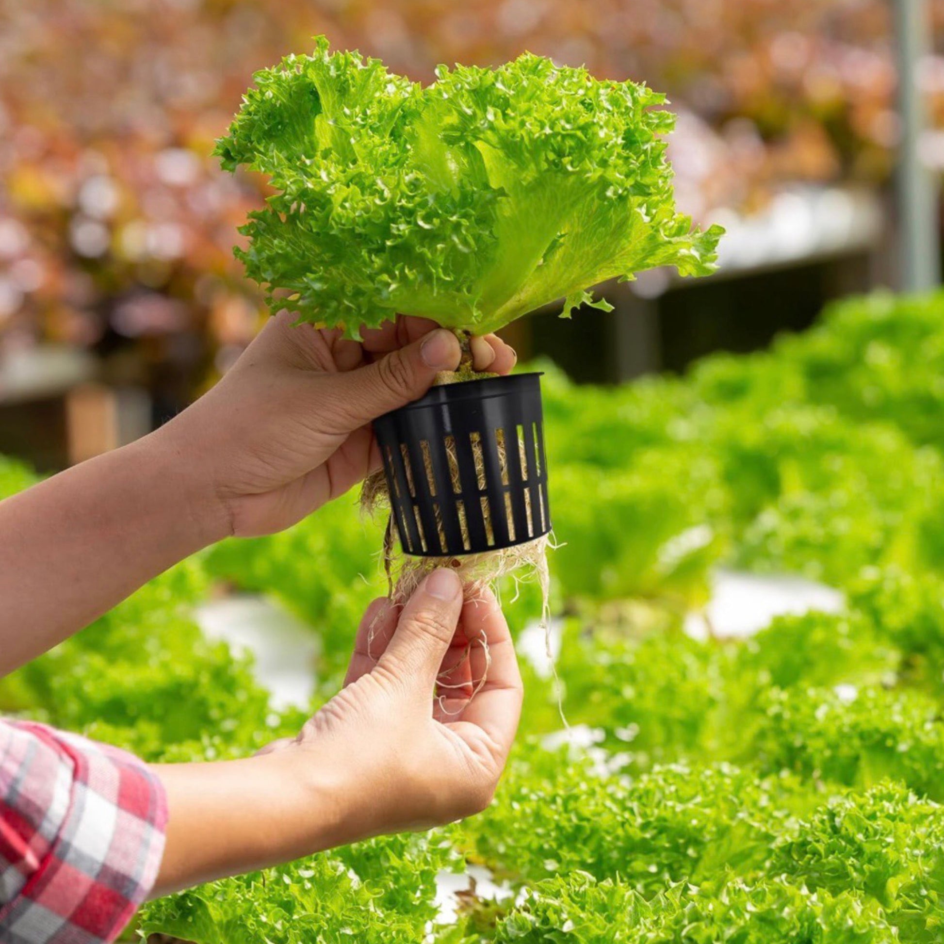 25pk of Heavy Duty Slotted Mesh Plant Pots In 3" or  4" - Hydroponic Growing