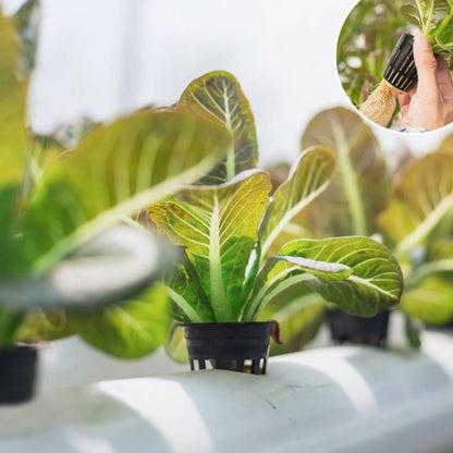 25pk of Heavy Duty Slotted Mesh Plant Pots In 3" or  4" - Hydroponic Growing